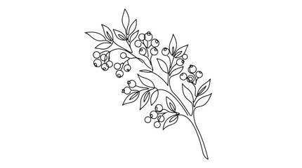Vintage botanical line art of a berry branch, hand drawn floral vector illustration, elegant black ink sketch of wild berries and leaves isolated on White Background © Iram