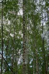 Fototapeta premium Tall birch trees with green leaves under a cloudy sky. The scene captures a serene forest atmosphere, showcasing nature's beauty and tranquility.