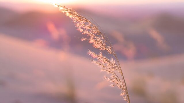 Golden hour close-up of a delicate dried grass stalk, illuminated by the soft, warm sunlight, creating a serene and ethereal atmosphere with a blurred, sandy background