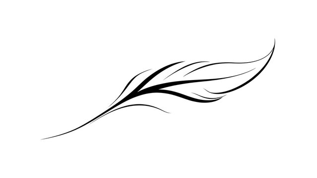 Elegant black feather illustration white background.