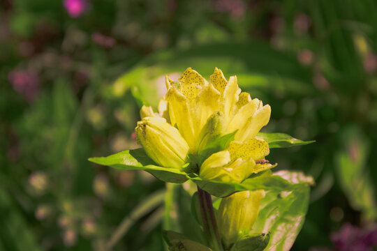 Gentiana punctata, commonly known as spotted gentian.