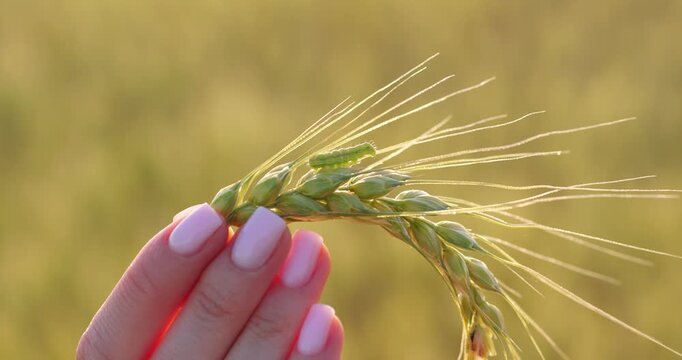 Woman holding wheat ears in golden field. Close-up view showcases agriculture beauty and harvest season. Nature's bounty inspires sustainable farming practices.