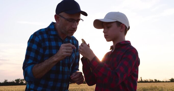 Farmer father and son examine wheat ear together in golden field at sunset. Family farming shares practical experience, agricultural knowledge and passion for growing healthy crops.