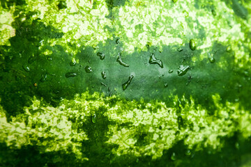 Fresh Watermelon Skin Covered in Refreshing Water Droplets, Showing Natural Textures © Aleksandr