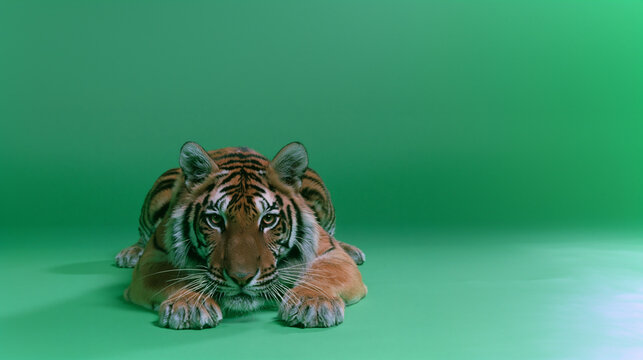 majestic bengal tiger in stalking pose on green background, symmetrical headon bengal tiger with intense gaze isolated, powerful bengal tiger crouching on green background