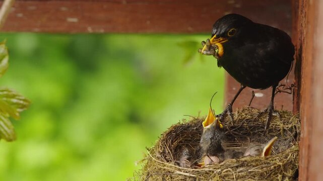 Two nestlings rest quietly in the nest until a male blackbird arrives with worms. The chicks raise their heads, open their beaks to be fed, and the adult remains perched on the nest afterward. Slightl