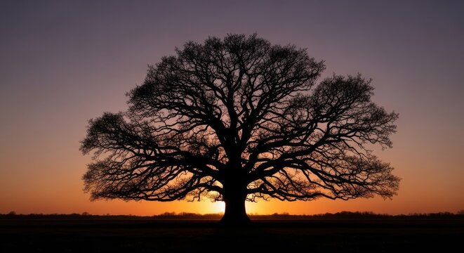 Majestic ancient oak tree silhouette against a vibrant sunset sky
