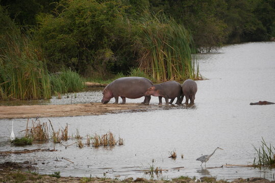 Safari across Kenya