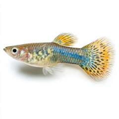 Fototapeta premium Vibrant Yellow And Blue Patterned Guppy Fish Isolated On A Clean White Studio Background