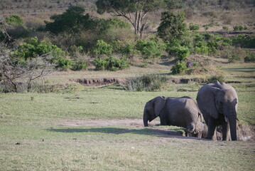 Fototapeta premium Safari across Kenya
