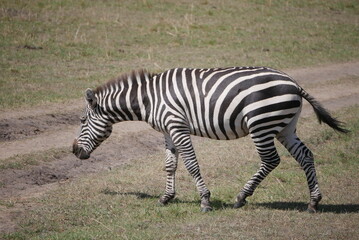 Safari across Kenya © mera_tho