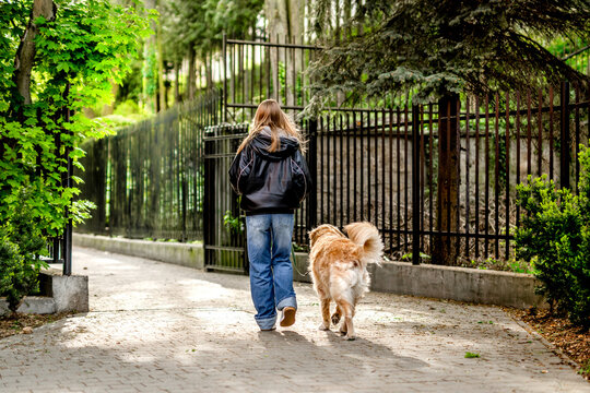 Teen Girl With Golden Retriever On A Walk Outside, View From Behind