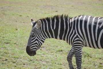 Safari across Kenya © mera_tho