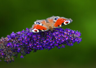 peacock butterfly on butterfly bush © Heiner Witthake