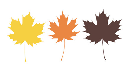Fototapeta premium Autumn Leaves Palette: A trio of distinct maple leaves in shades of yellow, orange, and brown, showcasing the vibrant color palette of fall.