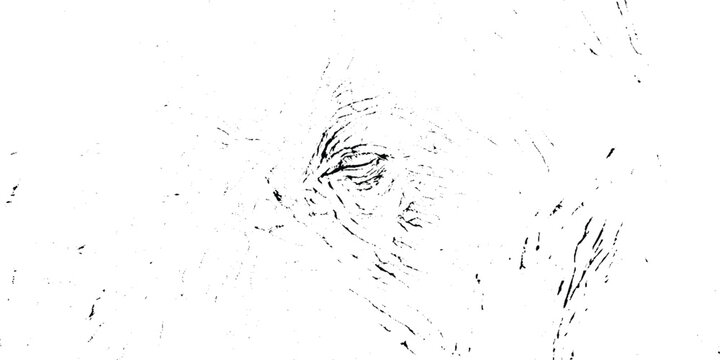 Minimalist black and white line art illustration of an animal eye with detailed grunge textured fur lines