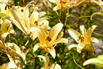 Obraz premium 神戸布引ハーブ園、ユリの花、百花繚乱