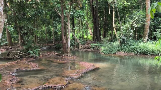 Lush Jungle Forest in Laos