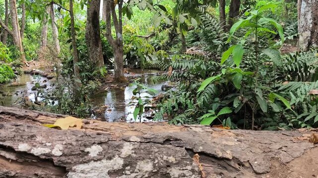 Lush Jungle Forest in Laos
