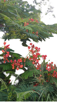 : Branch of Delonix regia with red flowers and green foliage. Botanical element on transparent background for graphic design, editorial compositions, advertising, and high-quality visual resources.