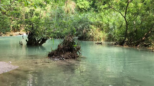 Lush Jungle Forest in Laos