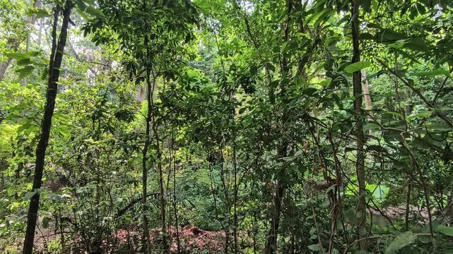 Lush Jungle Forest in Laos