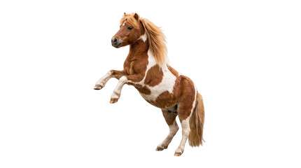 Chestnut and white pony rearing during a playful pose with a flowing mane isolated on transparent background © Rakib
