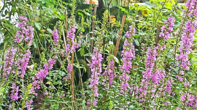 Field of Purple Loosestrife Flowers Blooming in Summer Garden.
