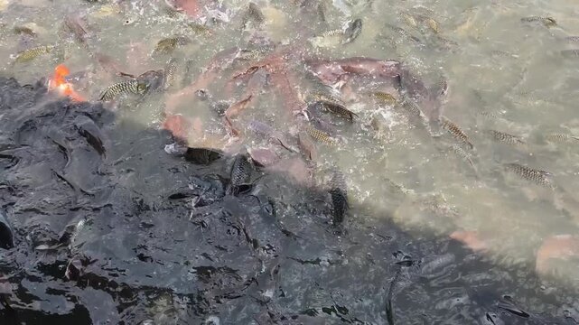 Many fish in a lake in Laos