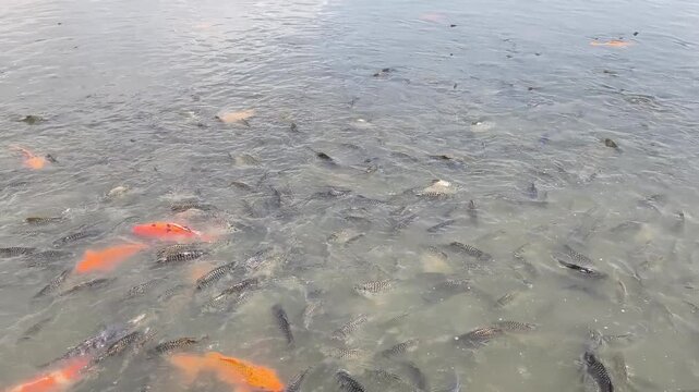 Many fish in a lake in Laos