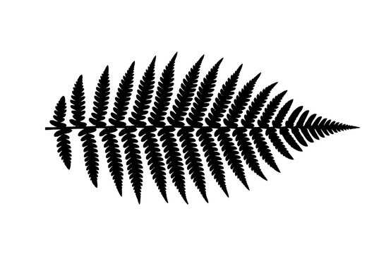 Black fern leaf silhouette isolated on white background