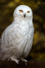 Fototapeta premium Snowy owl