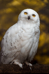 Naklejka premium Snowy owl