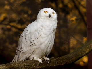Fototapeta premium Snowy owl