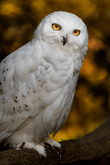 Naklejka premium Snowy owl