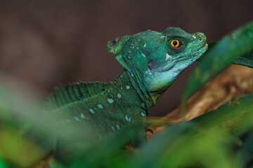 Fototapeta premium Plumed basilisk