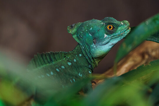 Plumed basilisk