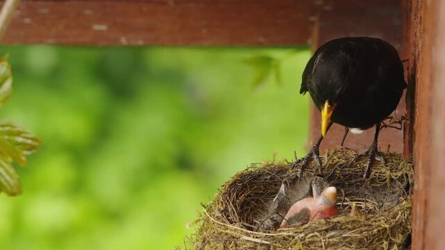 A nestling produces a white fecal sac, and a male blackbird immediately catches it and swallows it while perched on the rim of the nest. A slightly elevated close-up reveals part of the nest interior.