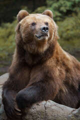 Fototapeta premium Kamchatka brown bear