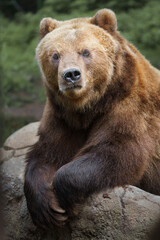 Fototapeta premium Kamchatka brown bear