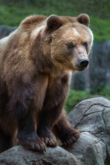 Fototapeta premium Kamchatka brown bear