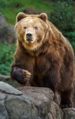 Fototapeta premium Kamchatka brown bear
