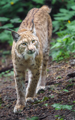 Eurasian lynx © svobodacontributor
