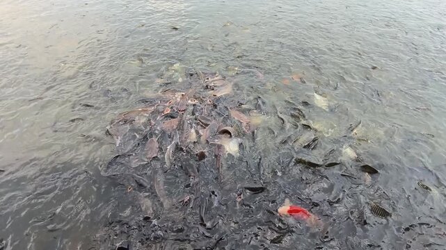Many fish in a lake in Laos