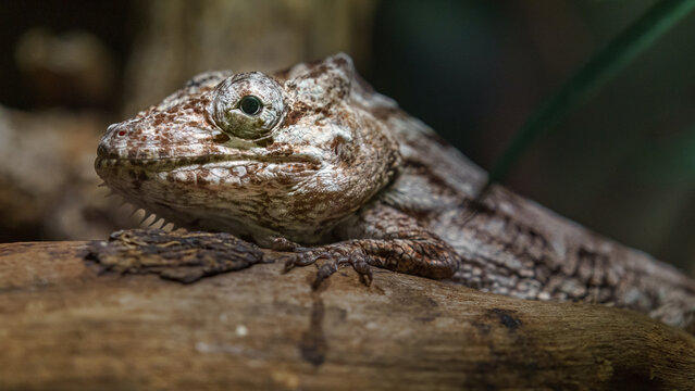 Anolis