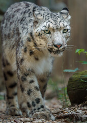 Fototapeta premium Snow leopard