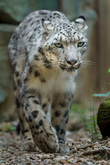 Fototapeta premium Snow leopard