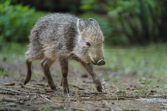 Chacoan peccary