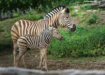 Obraz premium Burchell's zebra