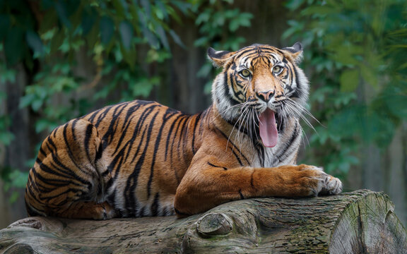 Sumatran tiger